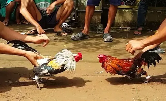 Khái niệm cơ bản về loại hình đá gà Campuchia