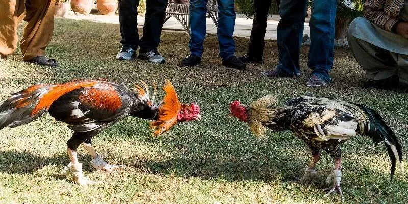 Top những điều cần lưu ý khi tham gia đá gà online trực tiếp thú vị Top những điều cần lưu ý khi tham gia đá gà online trực tiếp thú vị