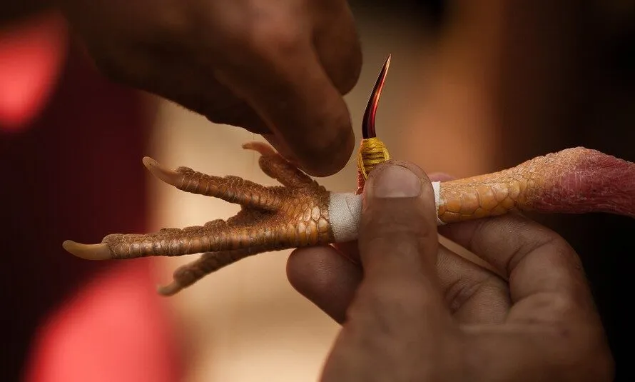 Lý do mà đá gà cựa sắt Xoso66 được yêu thích