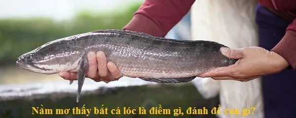 Nằm mơ thấy cá lóc là điềm gì?